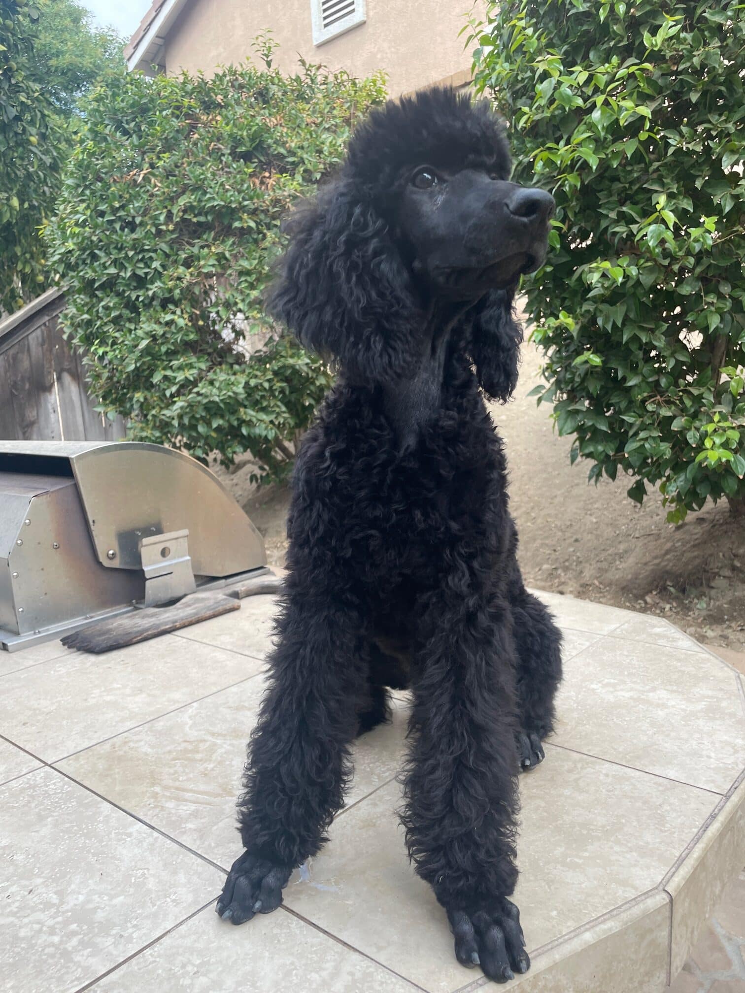 Star, Black Female Standard Poodle