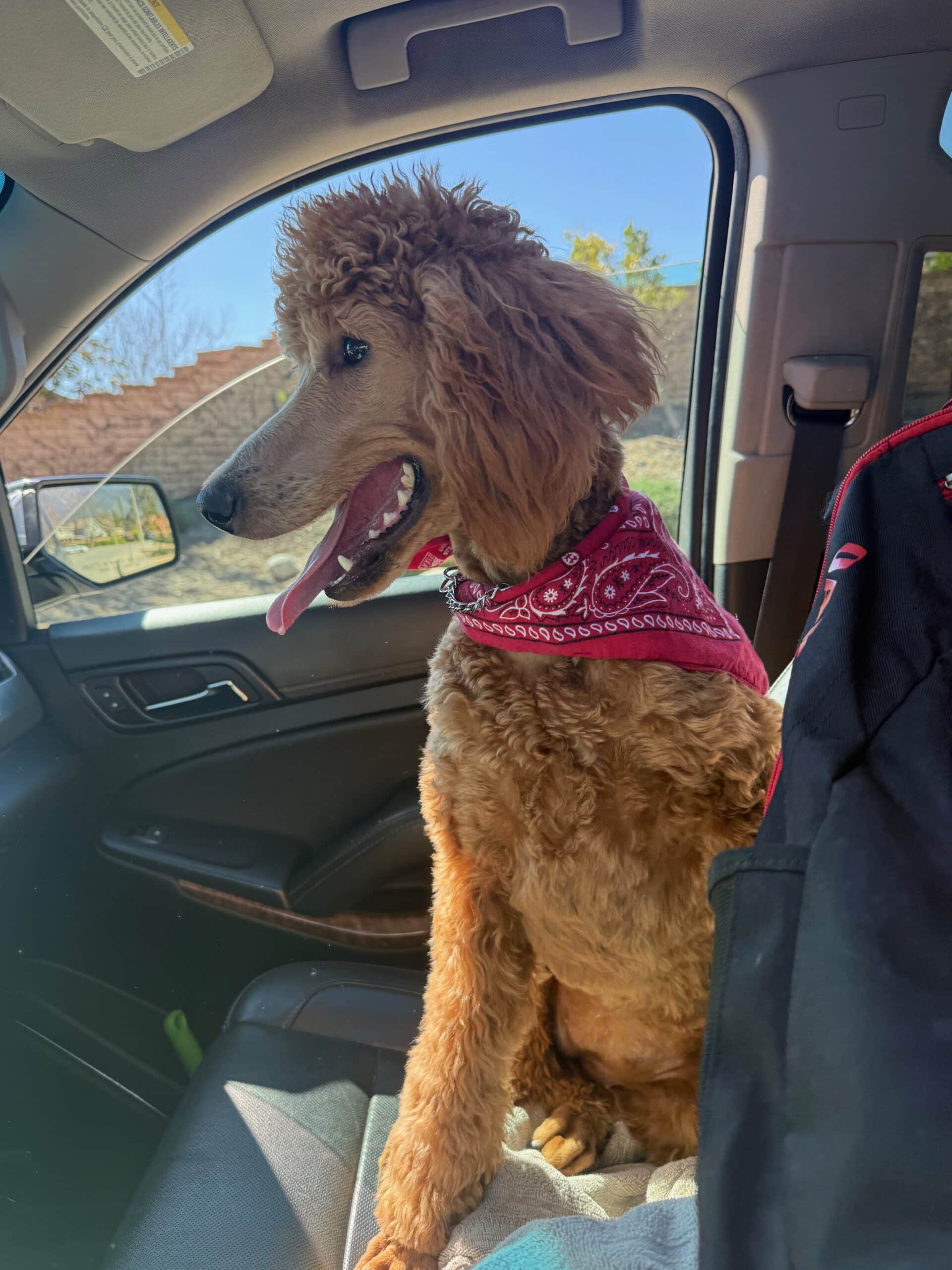 Justice, Apricot Female Standard Poodle