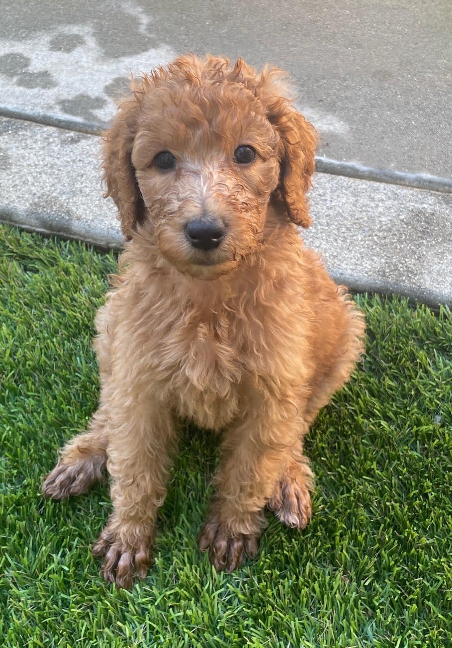 Liberty, Apricot-Red Standard Poodle