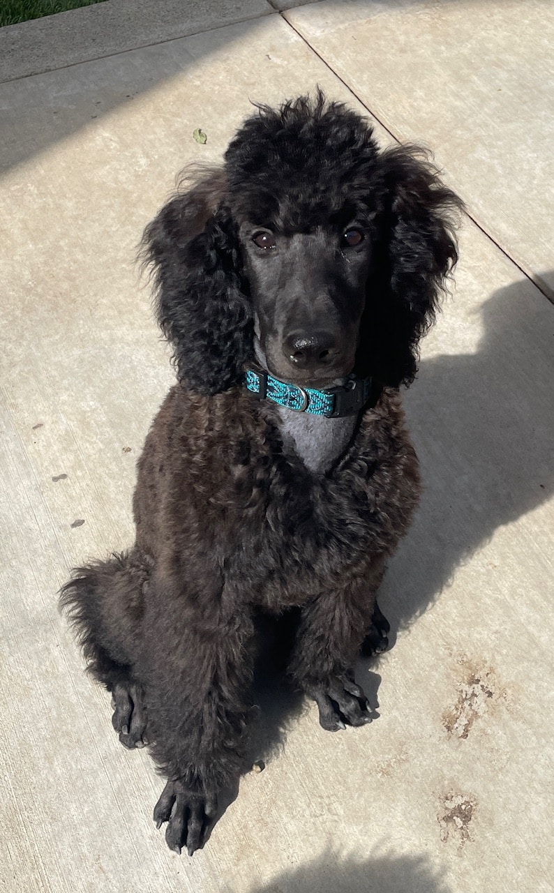 Honor, The Blue Female Poodle