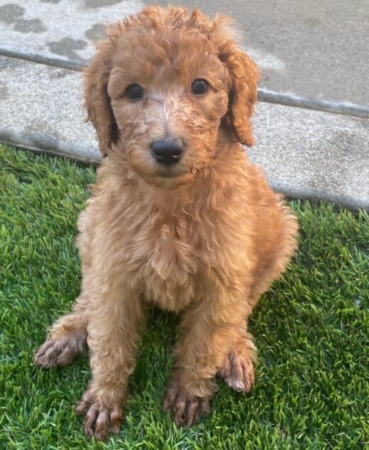 Liberty, Apricot-Red Standard Poodle