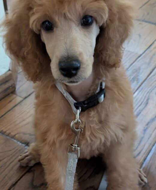 Mercy, the Small Dark Red Standard Poodle