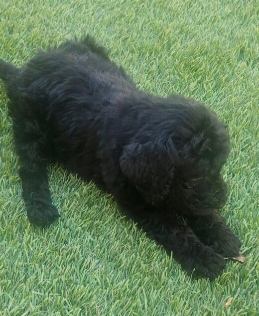 Major, The Smallest Black Male Standard Poodle