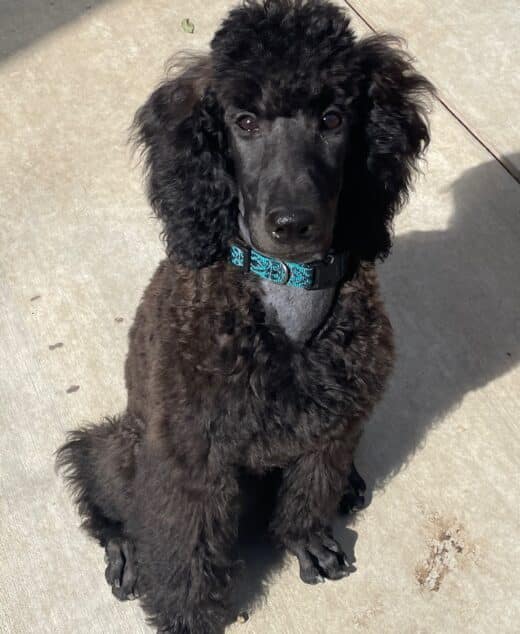 Honor, The Blue Female Poodle