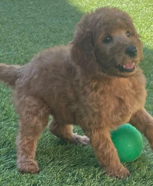America, Red Female Standard Poodle