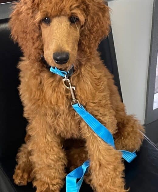 George Washington (Georgie), Dark Red Male Standard Poodle