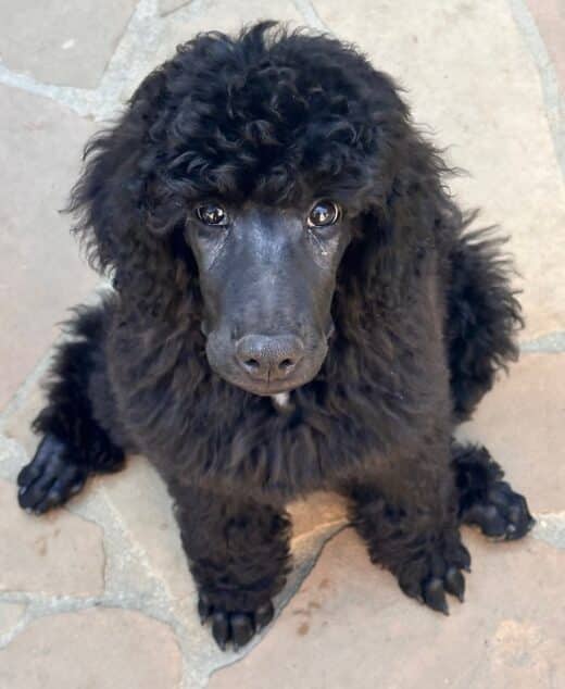 Hamilton, The Largest Black Male Standard Poodle