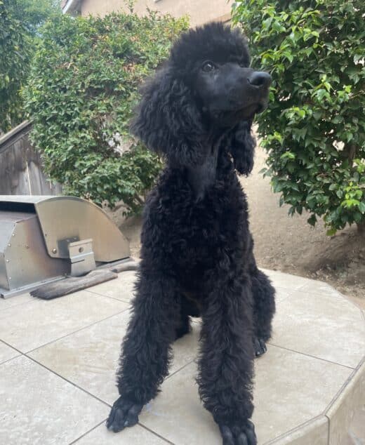 Star, Black Female Standard Poodle