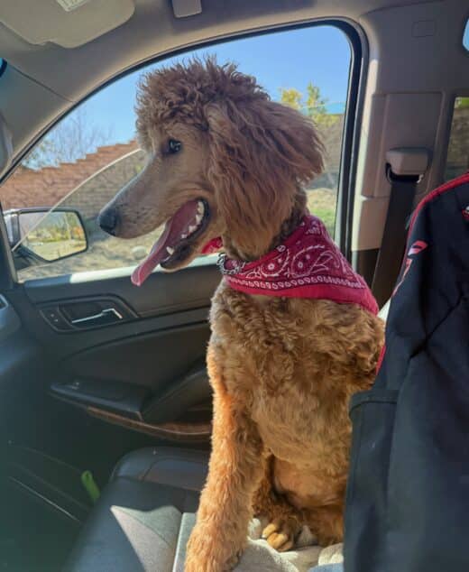 Justice, Apricot Female Standard Poodle