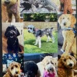 All my Doodles are grown up!!!