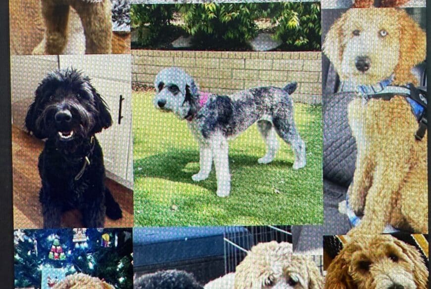 All my Doodles are grown up!!!
