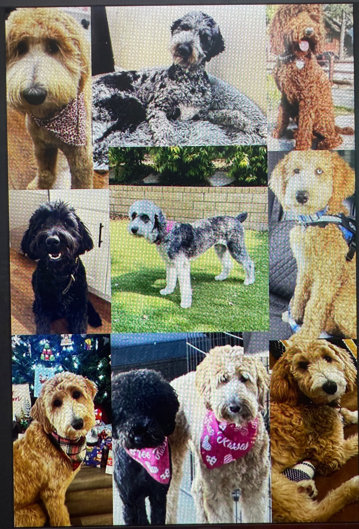 All my Doodles are grown up!!!