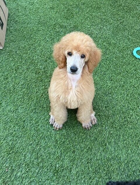 Game of Thrones, Jaime