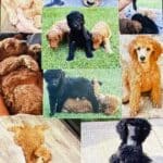 A variety of solid colors and all loving personalities.