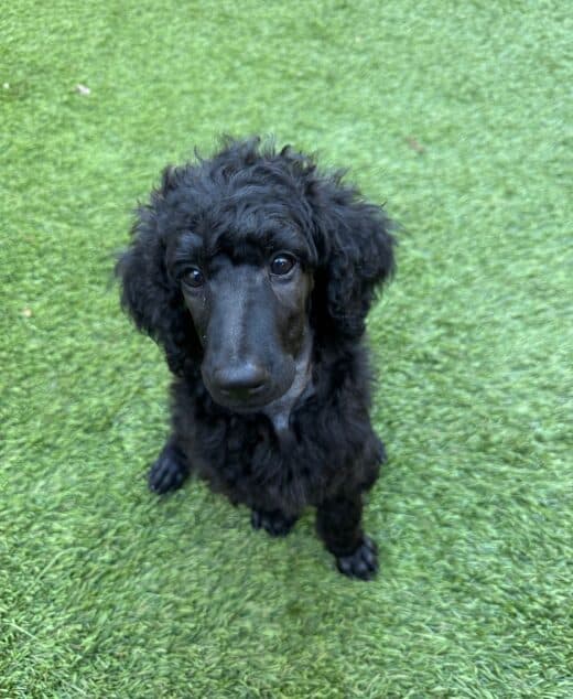 Game of Thrones, Arya,