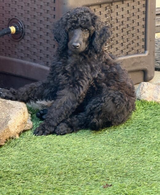 Game of Thrones, Brienne